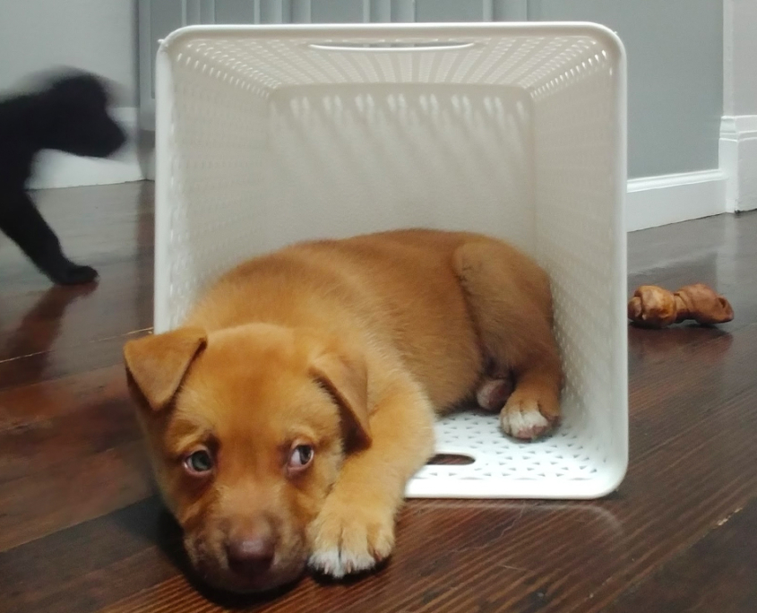 Mocha in the Basket and Biscuit in the Back